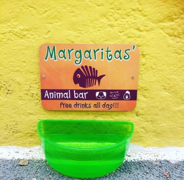 Viva Margarita *